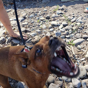 Meet your Posher, Allie